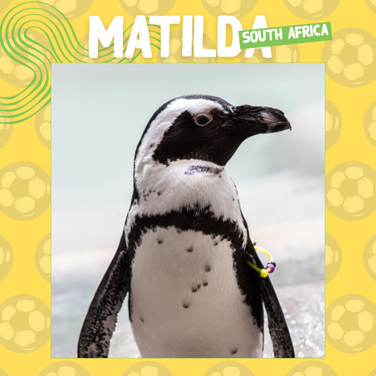 Wild Cup - African Penguin, Matilda