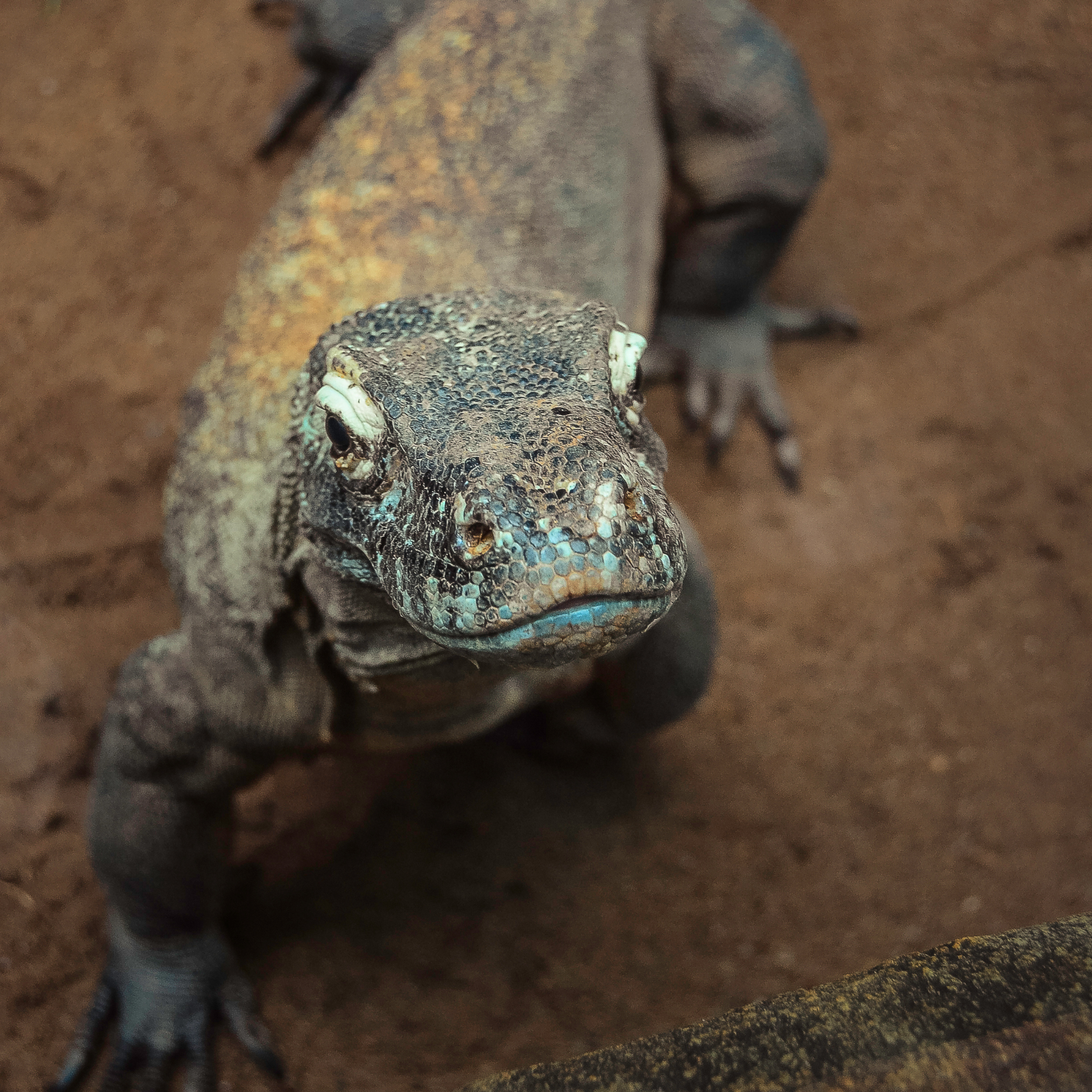 Komodo dragon