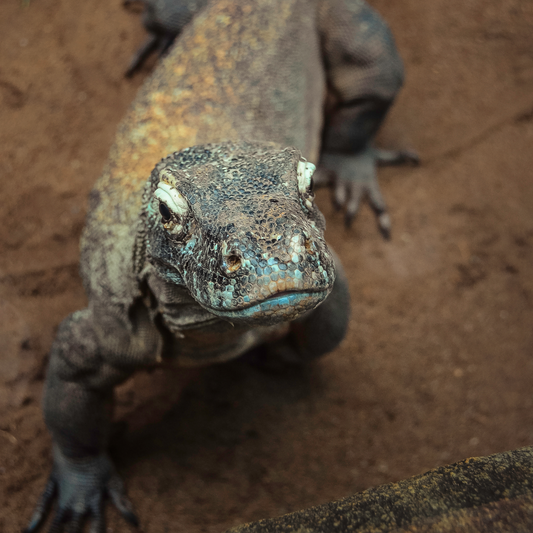Komodo dragon