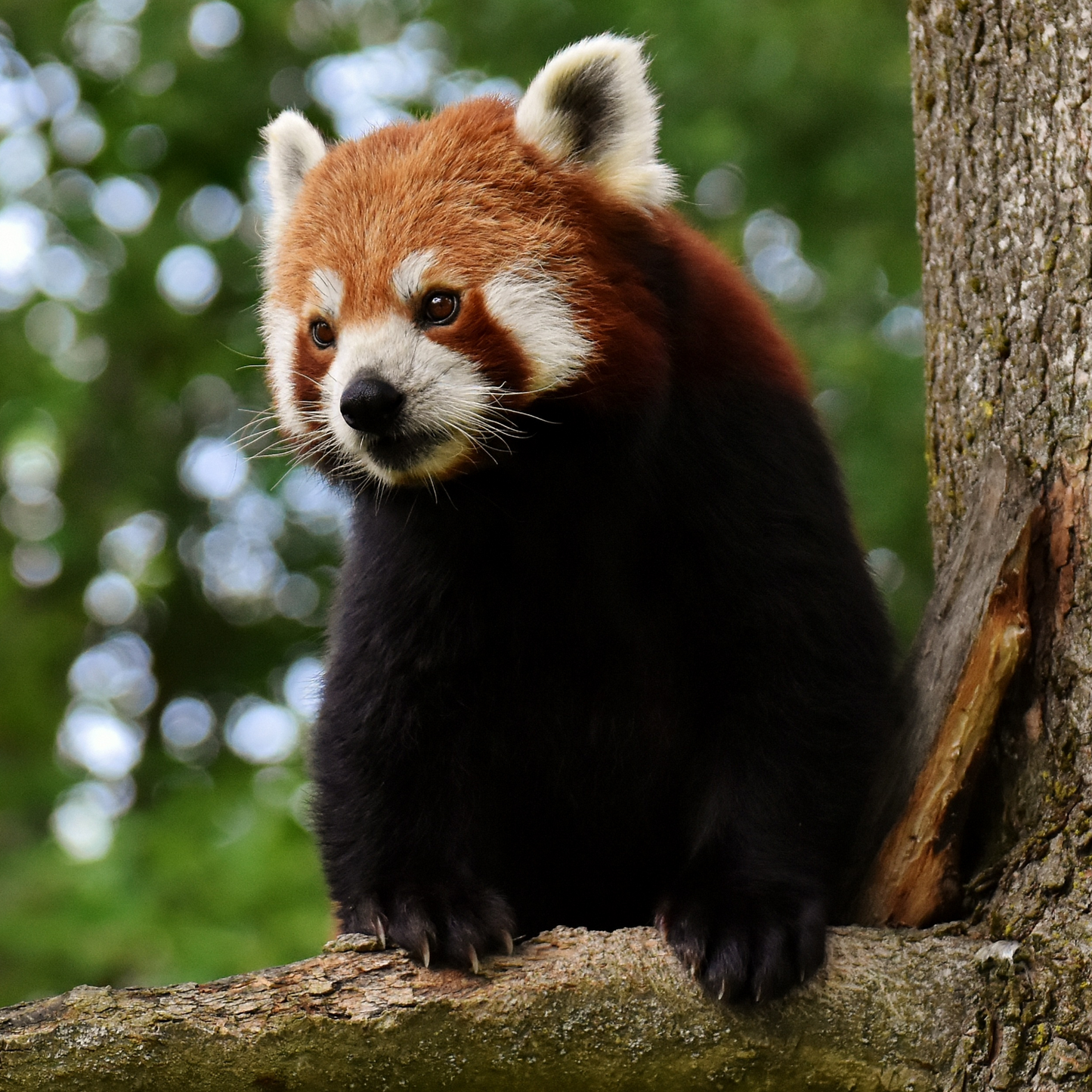 Red panda