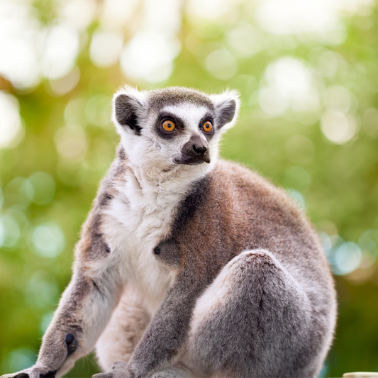 Ring-tailed lemur