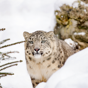 Snow leopard