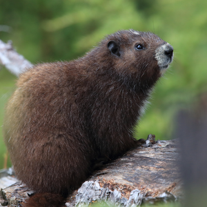 Vancouver Island Marmot