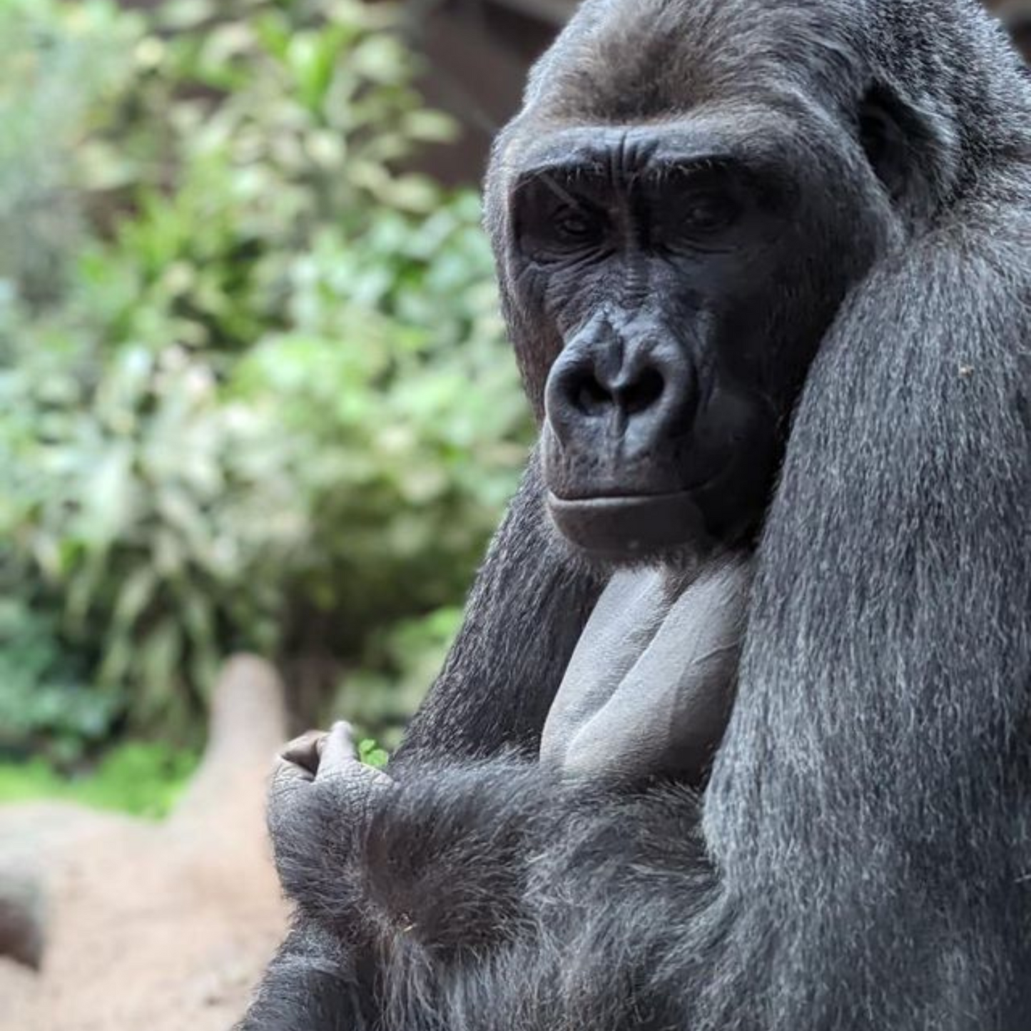 Western lowland gorilla at the Toronto Zoo