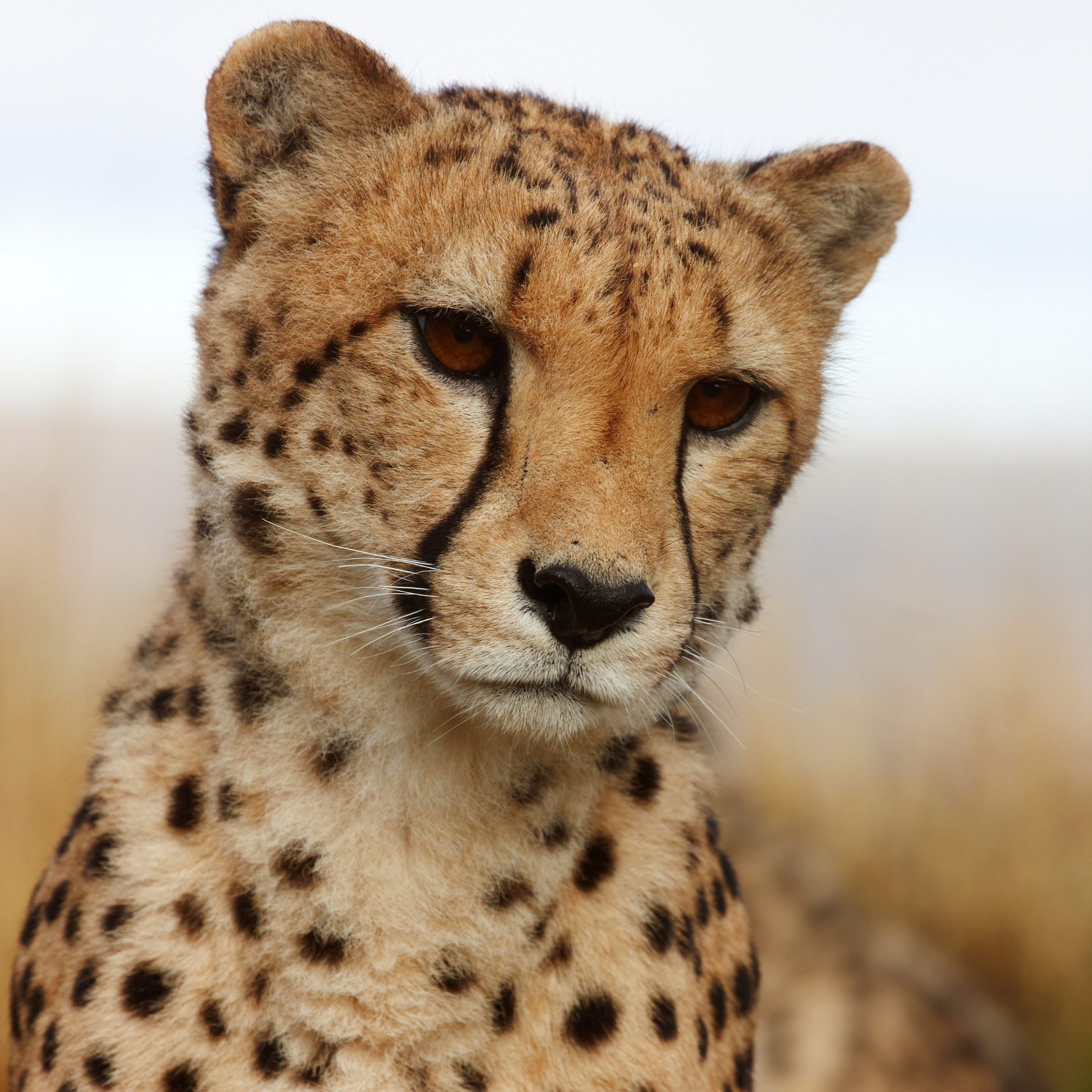 An african cheetah