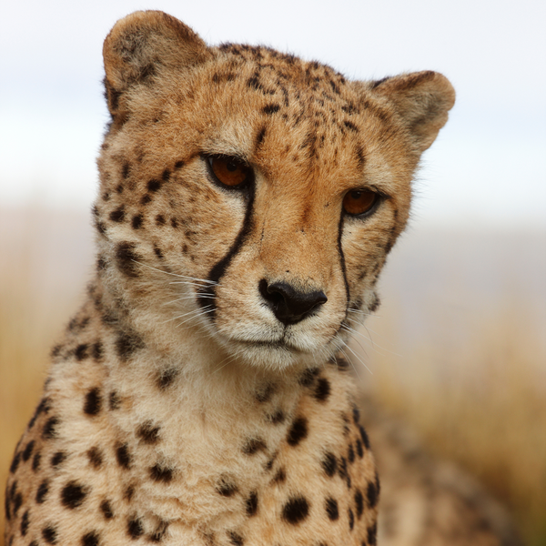 African Cheetah Toronto Zoo Wildlife Conservancy Adopt An Animal