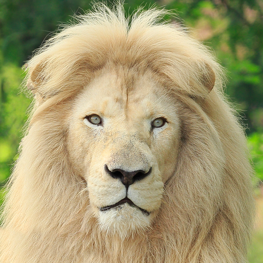 African white lion