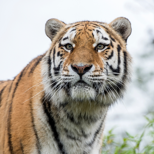 Amur tiger