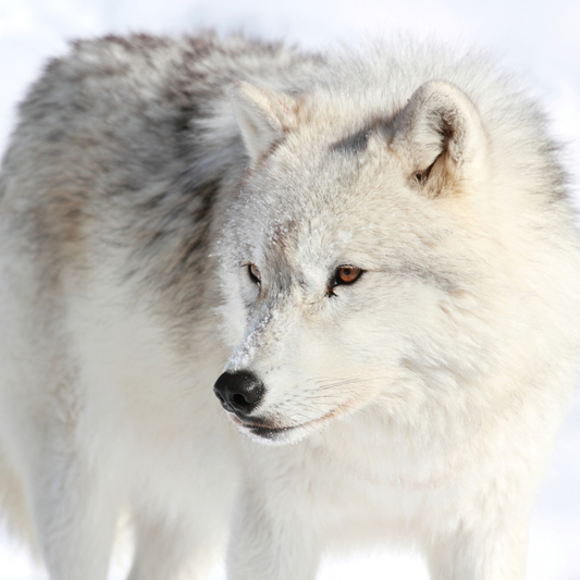 Arctic wolf