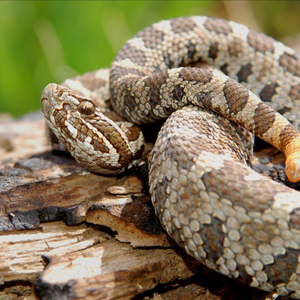 Eastern massasauga rattlesnake