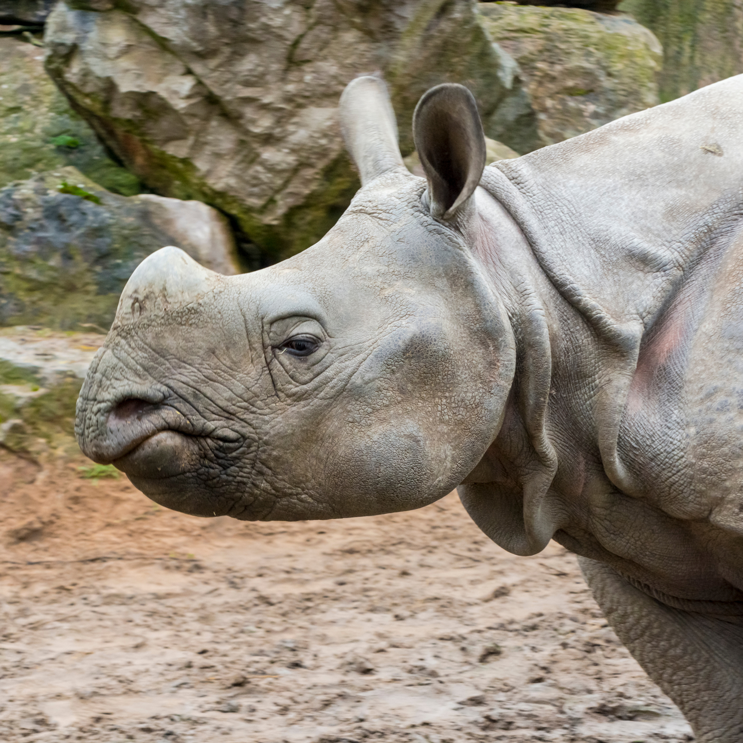 Greater one-horned rhinoceros