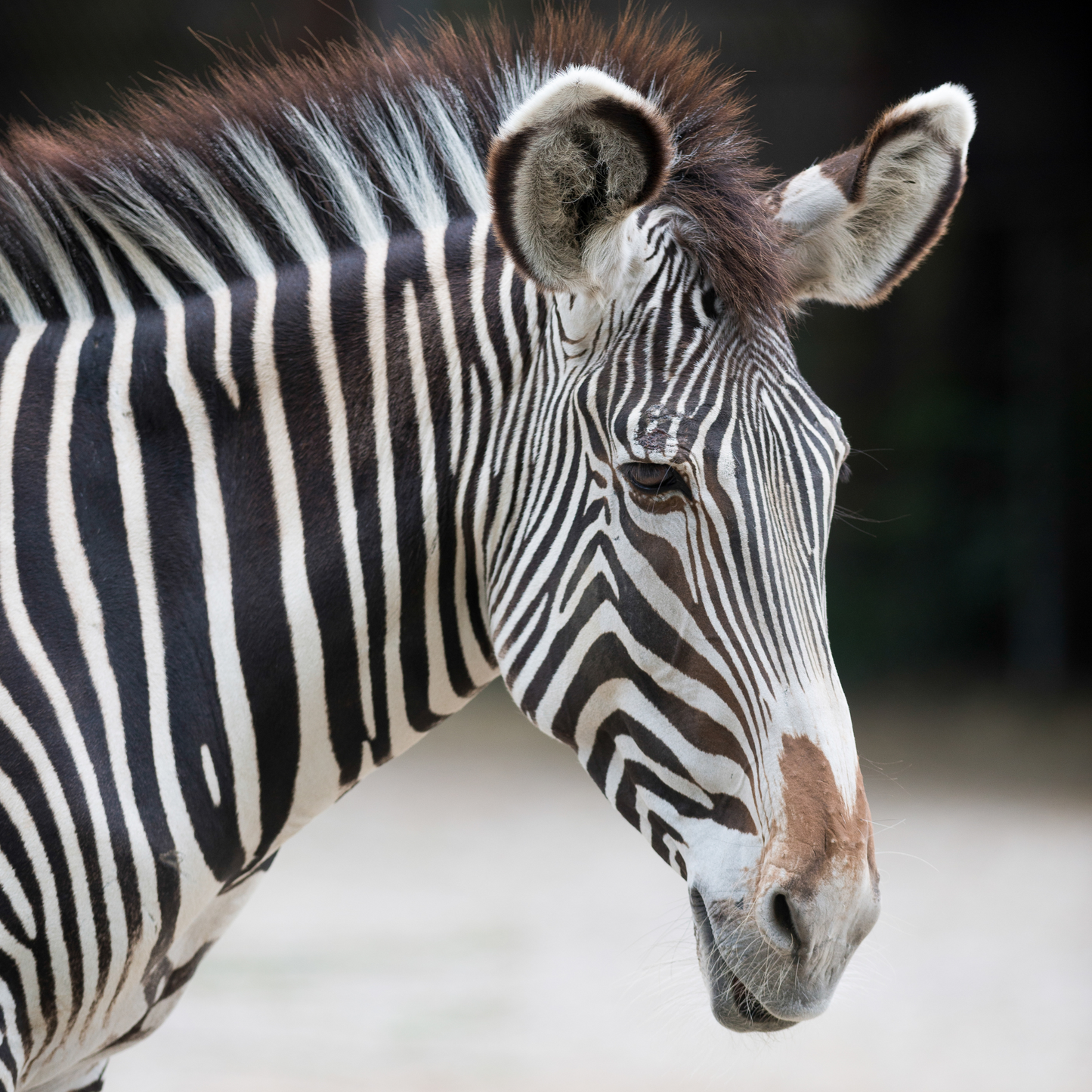 Grevy's zebra